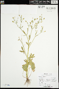 Ranunculus sceleratus image