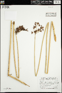 Schoenoplectus acutus image