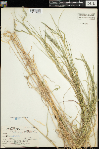 Muhlenbergia mexicana image