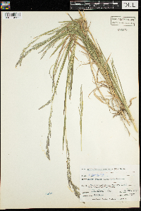 Muhlenbergia mexicana image