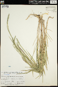 Media resource of Muhlenbergia glomerata