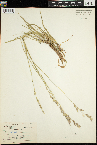 Lolium perenne image