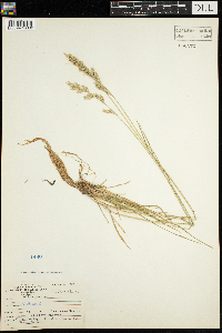 Lolium perenne image