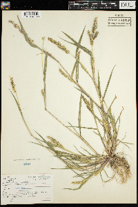 Echinochloa muricata var. muricata image