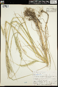 Elymus canadensis image