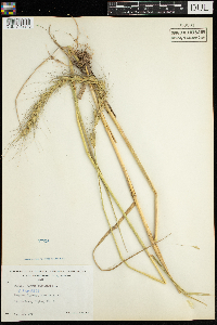 Elymus canadensis image