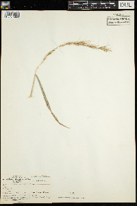 Elymus canadensis image
