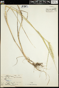 Elymus canadensis image