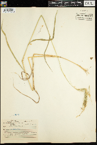Elymus canadensis image