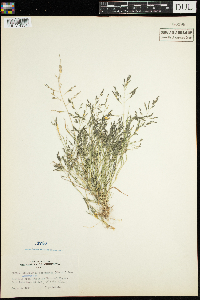 Eragrostis pectinacea image