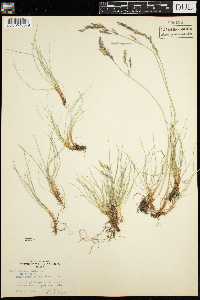 Festuca rubra image