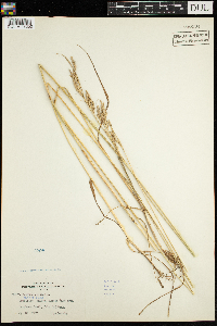 Schedonorus arundinaceus image