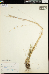 Thumbnail image of current specimen