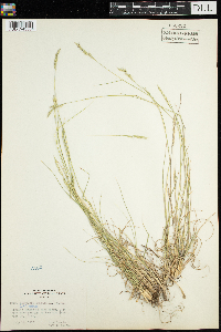 thumbnail image of current specimen
