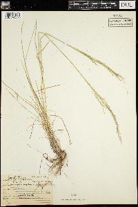 Deschampsia caespitosa image
