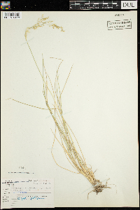 Deschampsia caespitosa image