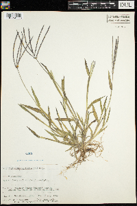 Digitaria sanguinalis image