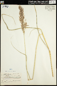 Calamagrostis canadensis image