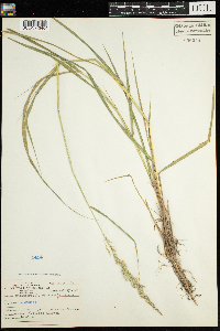 Calamagrostis canadensis image
