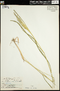 Calamagrostis canadensis image