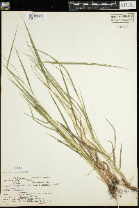 Calamagrostis canadensis image