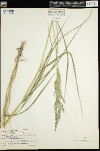 Calamagrostis canadensis image