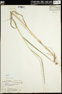 Calamagrostis canadensis image