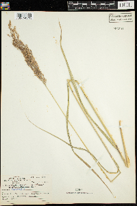 Calamagrostis canadensis image