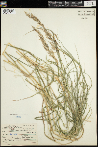 Calamagrostis canadensis image