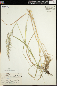 Calamagrostis canadensis image