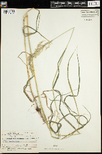 Calamagrostis canadensis image