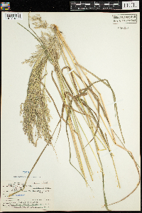 Calamagrostis canadensis image