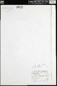 Najas guadalupensis image