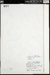 Najas guadalupensis image