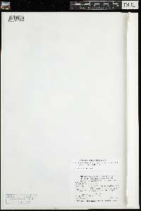 Najas guadalupensis image