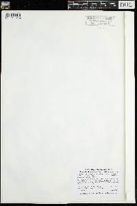 Najas guadalupensis image