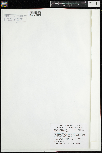 Najas guadalupensis image