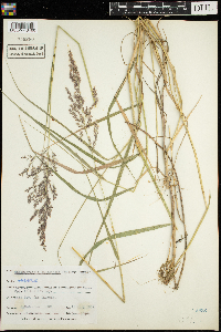 Calamagrostis canadensis image
