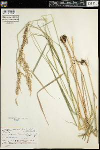 Calamagrostis canadensis image