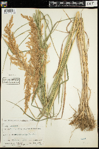 Calamagrostis canadensis image
