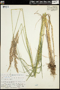 Calamagrostis canadensis image
