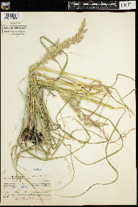 Calamagrostis canadensis image