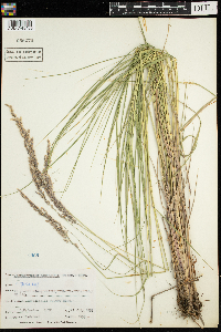 Calamagrostis canadensis image