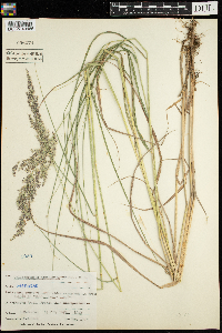 Calamagrostis canadensis image