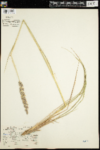 Calamagrostis stricta subsp. inexpansa image