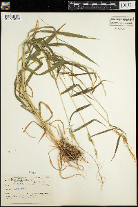 Cinna latifolia image