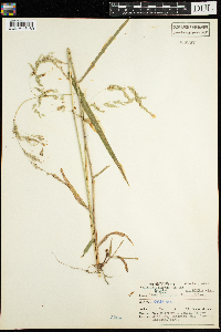 Cinna latifolia image