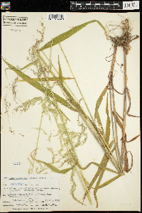 Cinna latifolia image