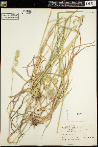 Dactylis glomerata image