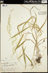 Cinna latifolia image